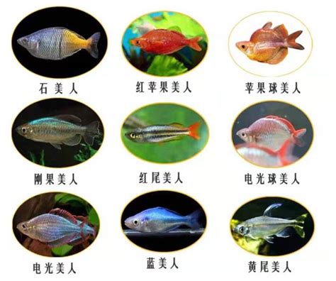 好養的小型魚